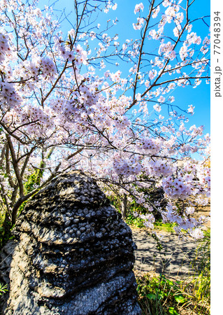 七ツ釜鍾乳洞の奇岩　化石の森と桜　【長崎県西海市】 77048394