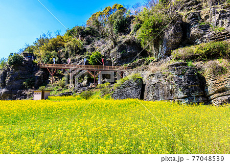 七ツ釜鍾乳洞の奇岩　里山の花まつり　菜の花　【長崎県西海市】 77048539