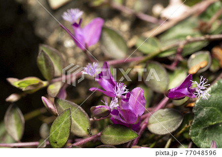ヒメハギ 77048596