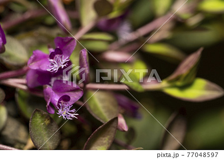 ヒメハギ 77048597