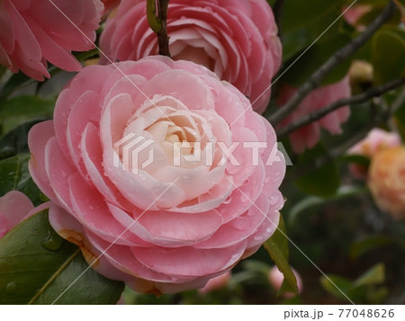 雨に濡れた乙女椿の花 雨に濡れた乙女椿の花 77048626