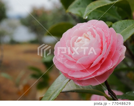 雨に濡れた乙女椿の花 雨に濡れた乙女椿の花 77048629