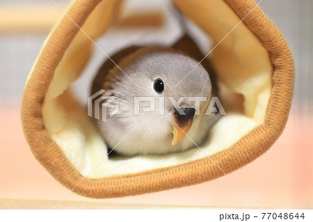 コザクラインコ コザクラインコ 77048644