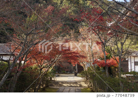 山口県 岩国市 紅葉谷公園 永興寺 参道のもみじ 77048739