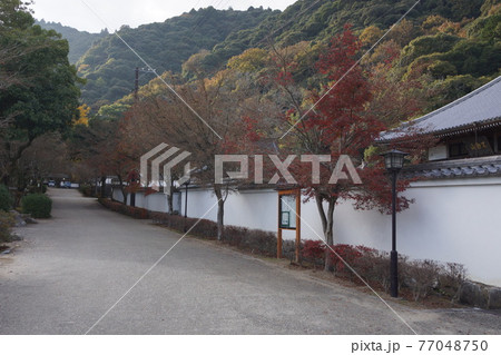 山口県 岩国市 紅葉谷公園 白壁と紅葉 77048750