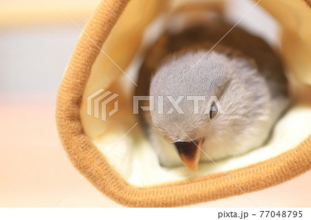 コザクラインコ コザクラインコ 77048795