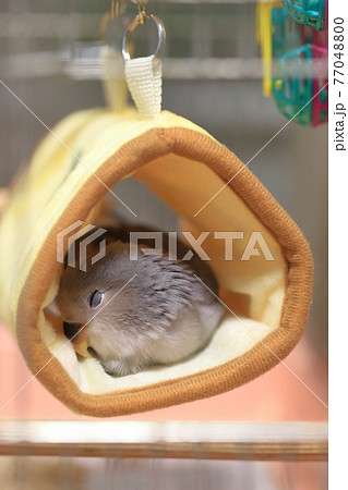 コザクラインコ 77048800