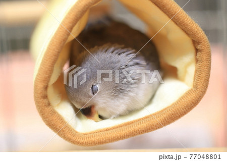 コザクラインコ 77048801