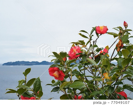 万葉の岬つばき園から見る播磨灘 77049107