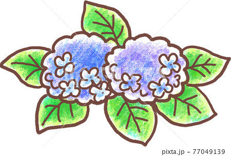 紫陽花の花 クレヨン風のイラスト素材