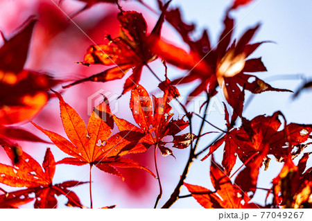 秋 モミジ 紅葉アップ もみじメイン 秋 モミジ 紅葉アップ もみじメイン 77049267