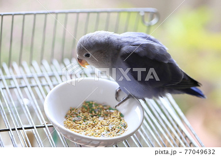 コザクラインコ コザクラインコ 77049632