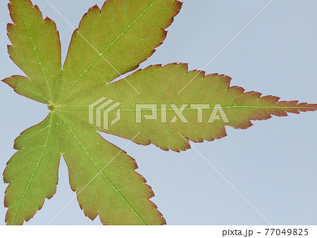 モミジ（紅葉）の若葉と葉脈 77049825