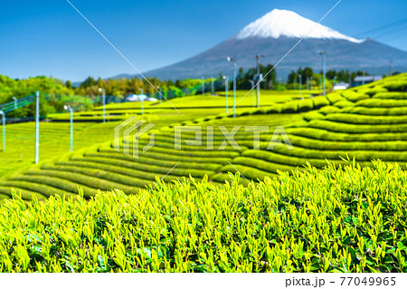 《静岡県》富士山と茶畑の風景 《静岡県》富士山と茶畑の風景 77049965