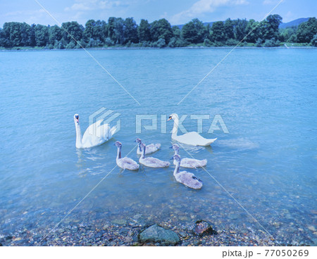 オーストリア　ドナウ川　白鳥の親子 77050269