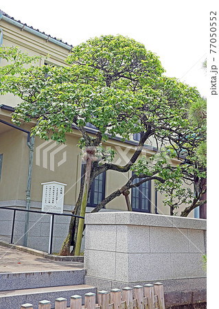 泉岳寺(高輪) 泉岳寺(高輪) 77050552