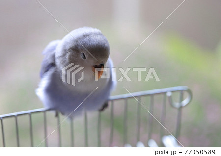 コザクラインコ 77050589