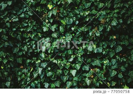 Green shrub wall as plant texture, nature background and botanical design Green shrub wall as plant texture, nature background and botanical design 77050758