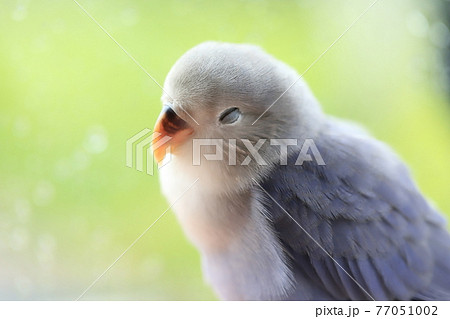 コザクラインコ 77051002