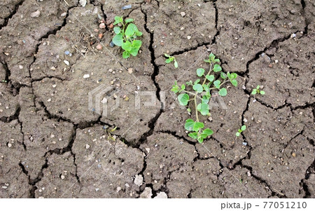 Brown dried cracked soil background. Brown dried cracked soil background. 77051210