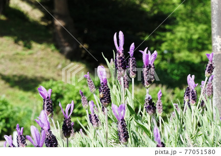 ラベンダー　Lavender 77051580