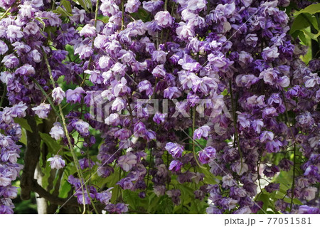 八重黒龍藤　Japanese wisteria 77051581
