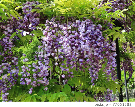 八重黒龍藤　Japanese wisteria 77051582