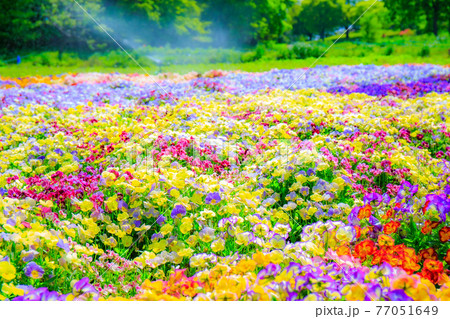 綺麗な花畑 77051649