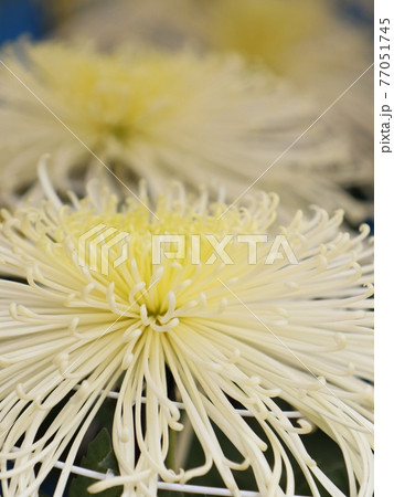 秋の菊花展 77051745