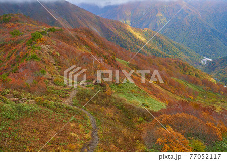 秋の群馬県 谷川岳天神峠展望台から天神尾根、谷川岳ロープウェイ土合口駅方面を見る 77052117