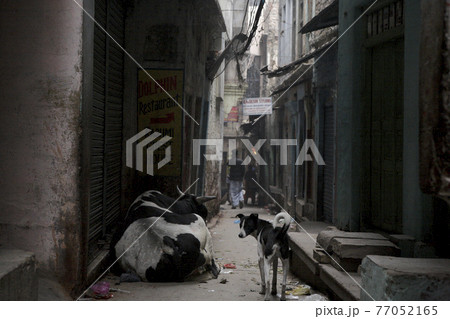 インド 廃れた路地裏 インド 廃れた路地裏 77052165