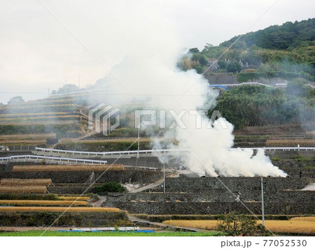 秋の島原半島　棚畑の風景　（長崎県雲仙市小浜町） 77052530