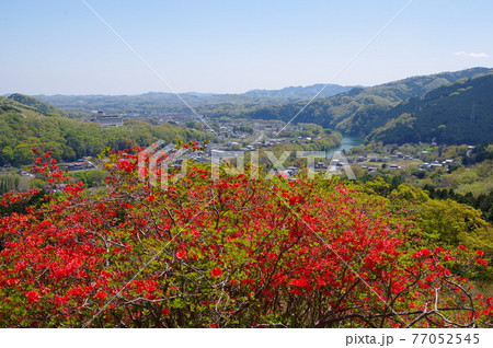 埼玉県金尾山つつじ公園のツツジと寄居町 77052545