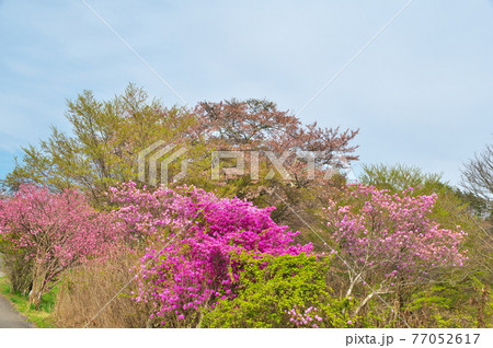 ツツジ ツツジの花 ツツジ ツツジの花 77052617