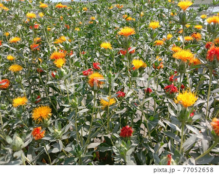 yellow colored beautiful flower  closeup on wheat firm 77052658
