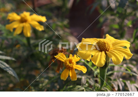 yellow colored beautiful flower  closeup on wheat firm 77052667