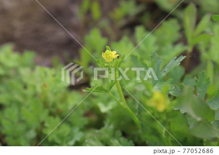 yellow colored beautiful flower  closeup on wheat firm 77052686