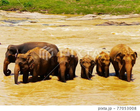アジア象の群れ（スリランカ　象の孤児院） 77053008