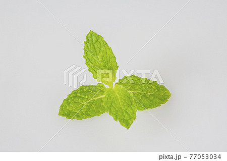 ミントの葉 77053034