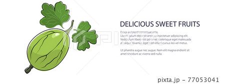 Sweet green berry gooseberry banner Sweet green berry gooseberry banner 77053041