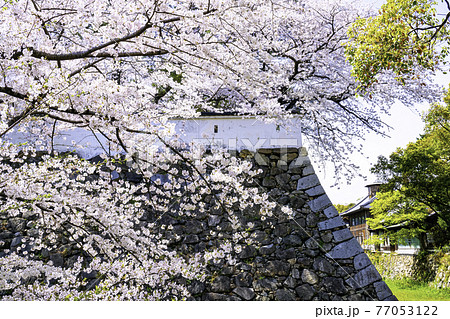 桜が見頃の美しい小倉城 桜が見頃の美しい小倉城 77053122