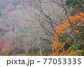 紅葉風景 77053335