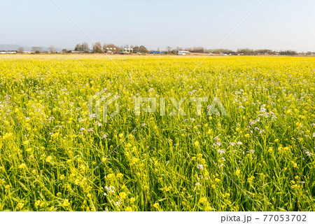 河北潟の菜の花畑 77053702
