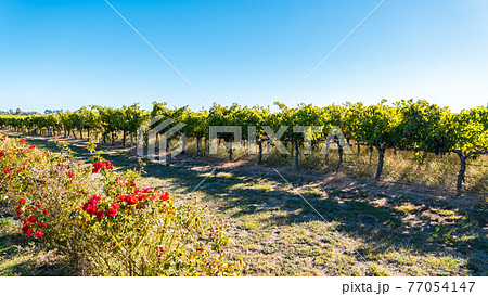 Coonawarra vineyards along the Riddoch Hwy Coonawarra vineyards along the Riddoch Hwy 77054147