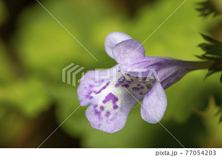 カキドオシ 77054203