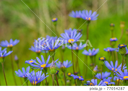 春の花 ブルーデイジーの写真素材