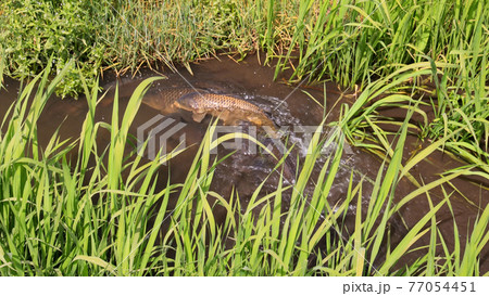 鯉の乗っ込み 77054451