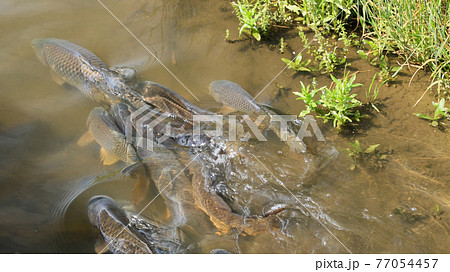 鯉の乗っ込み 77054457