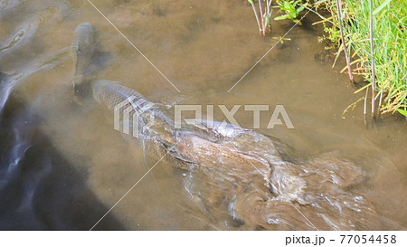 鯉の乗っ込み 77054458