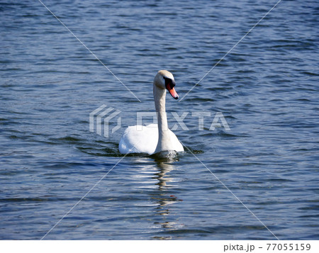 水面を漂う白鳥 77055159